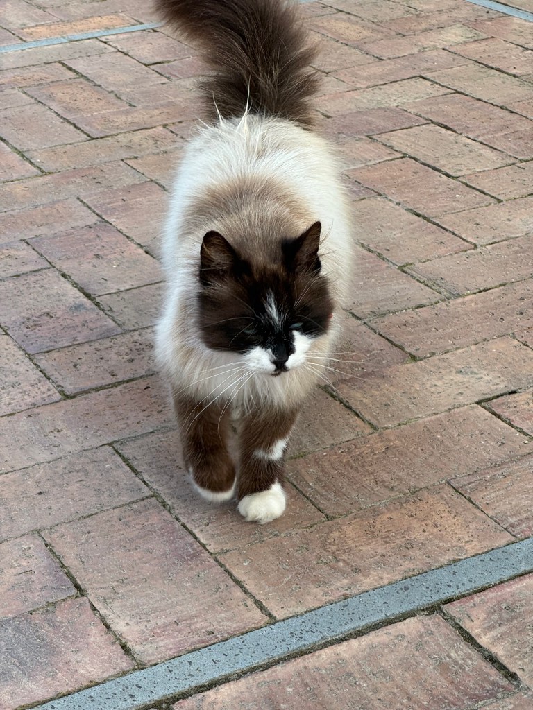 cappuccino the cat comes to visit every day at 4:00 and another cat, expresso, comes at 6:00. 